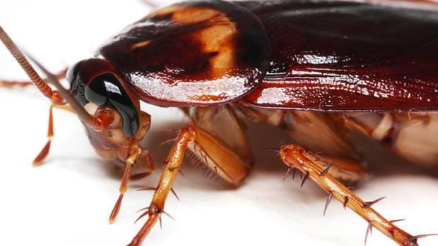 Warning Signs of a Possible Cockroach Infestation