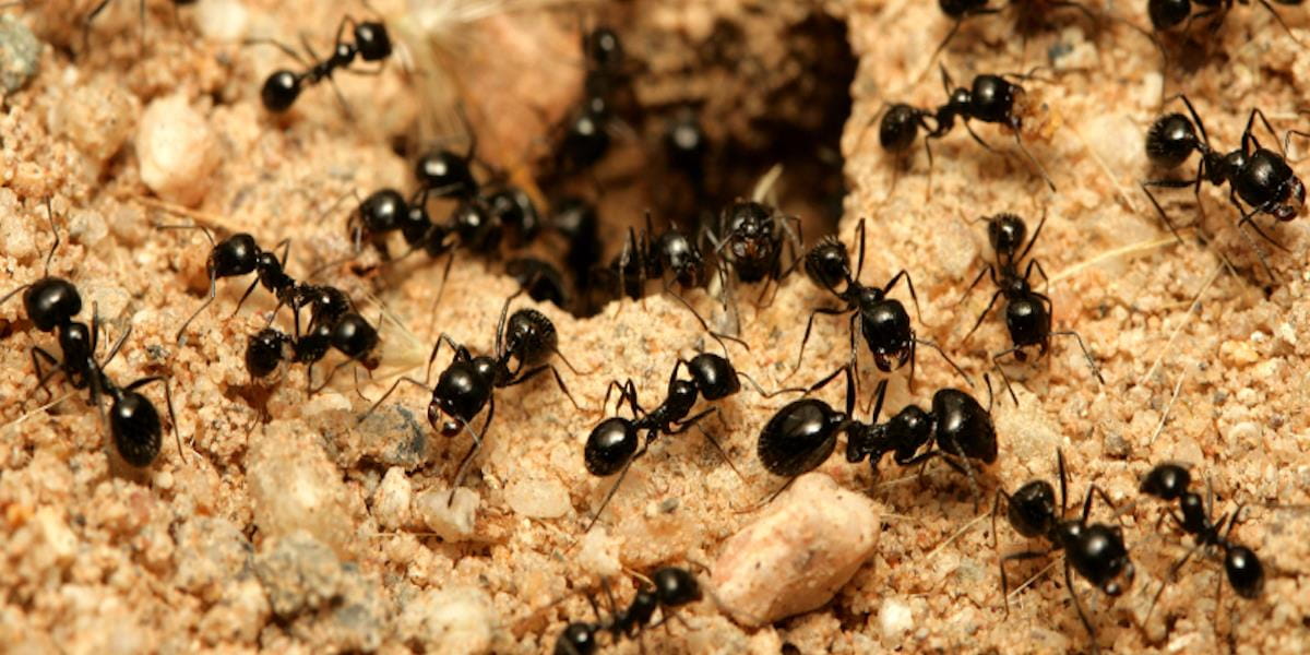 5 Pests to Be on the Lookout for This Spring