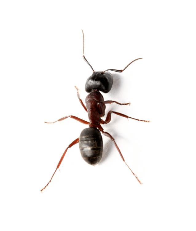Spring Habits of the Common Black Ant