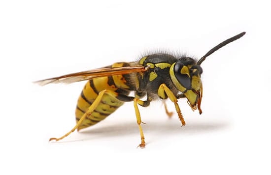 The End of Summer Doesn't Mean the End of Wasps