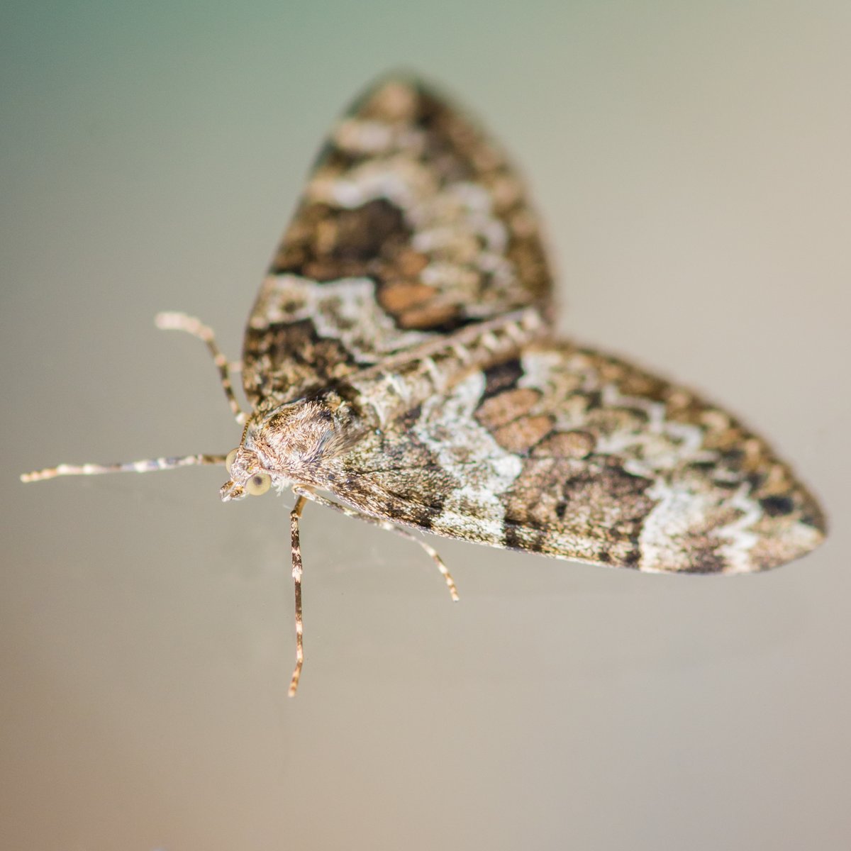 How to Spot a Carpet Moth Infestation