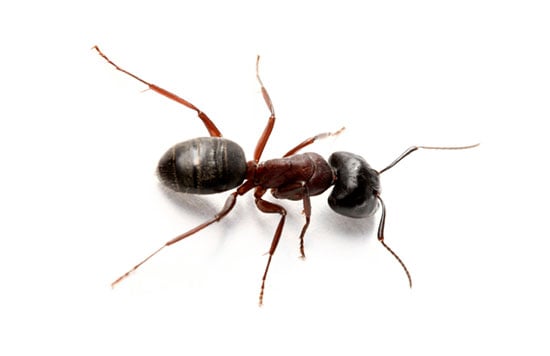 Ants