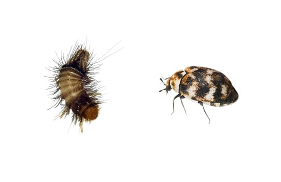 Beetles & Cockroaches