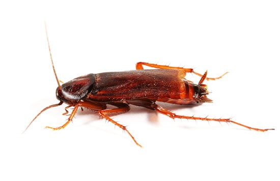 Beetles and Cockroaches