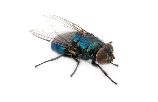Flies & Moths