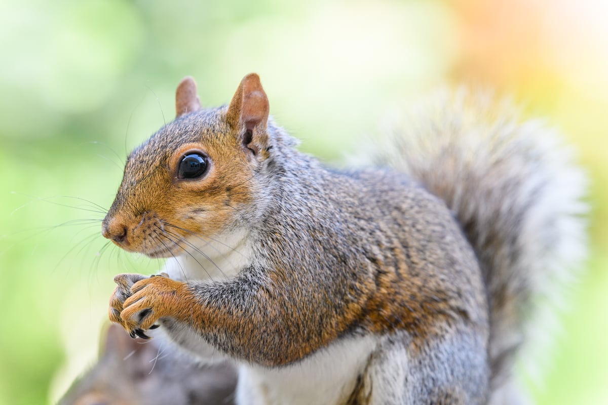 Grey Squirrels