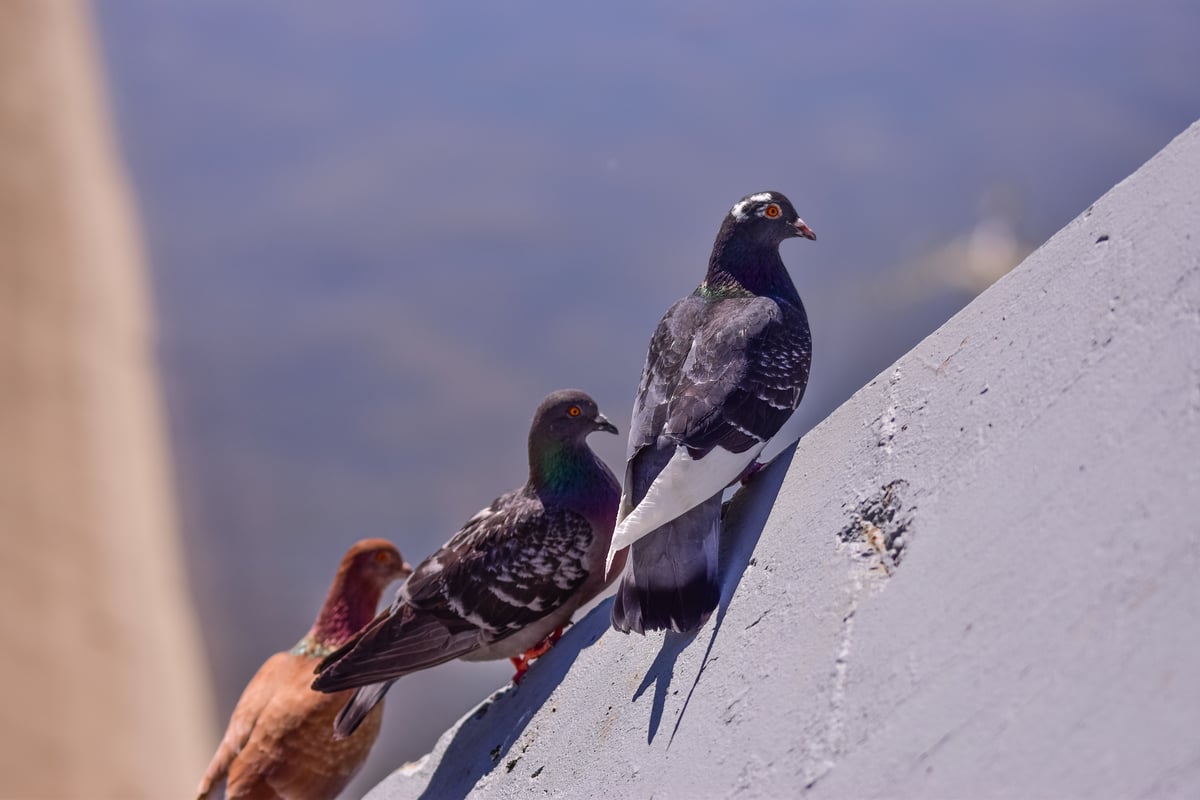Birds