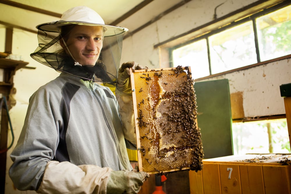 Bees