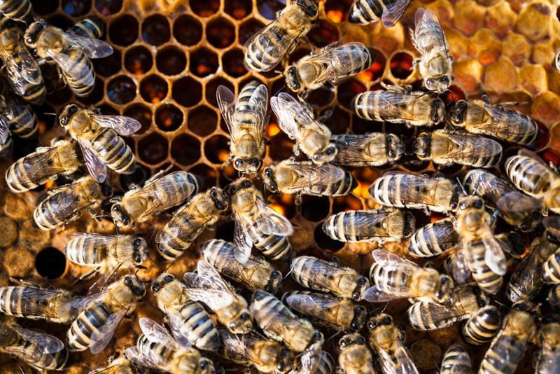 Bees