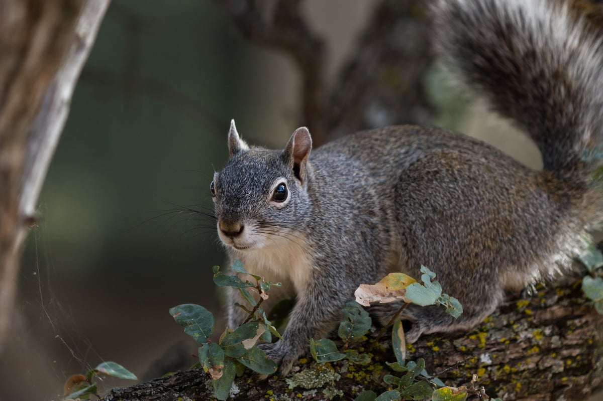 Grey Squirrels