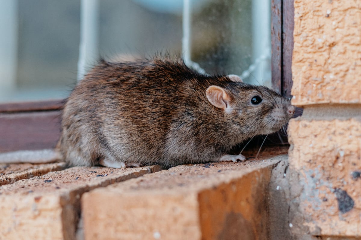 Rodents: Mice & Rats