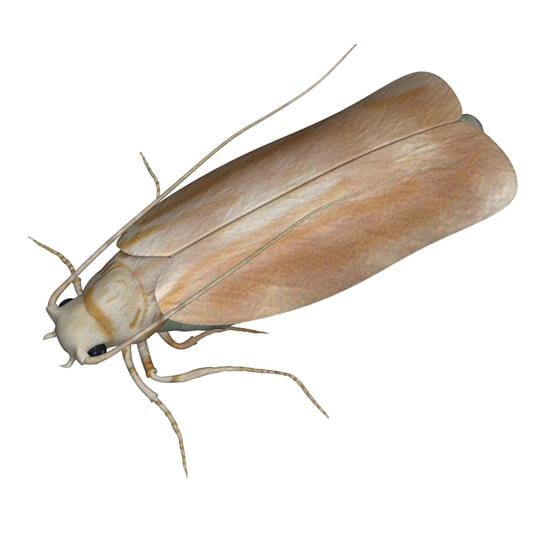 Carpet Moths
