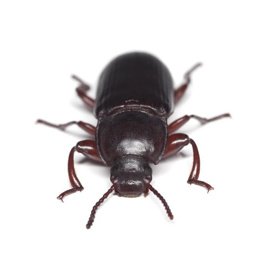 Beetles & Cockroaches