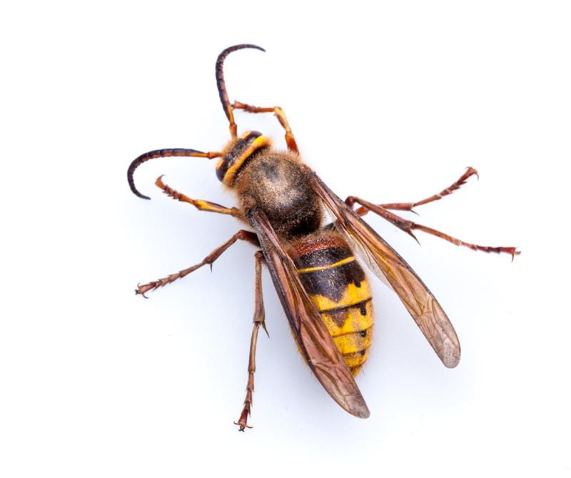 Wasps & Hornets
