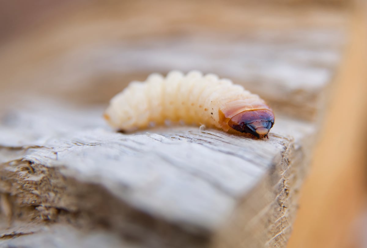 What is Woodworm and How to Treat it?