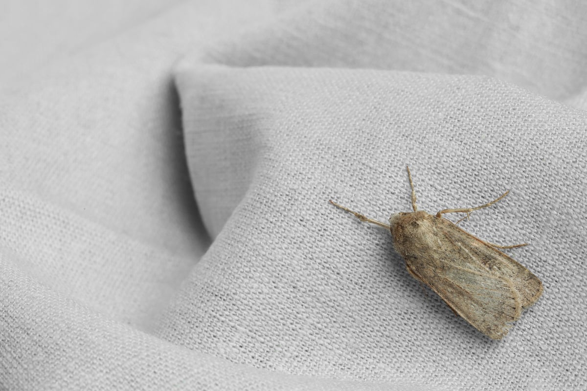 Carpet Moths