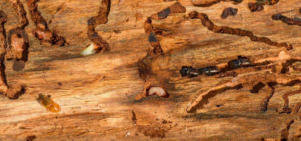Pest control image