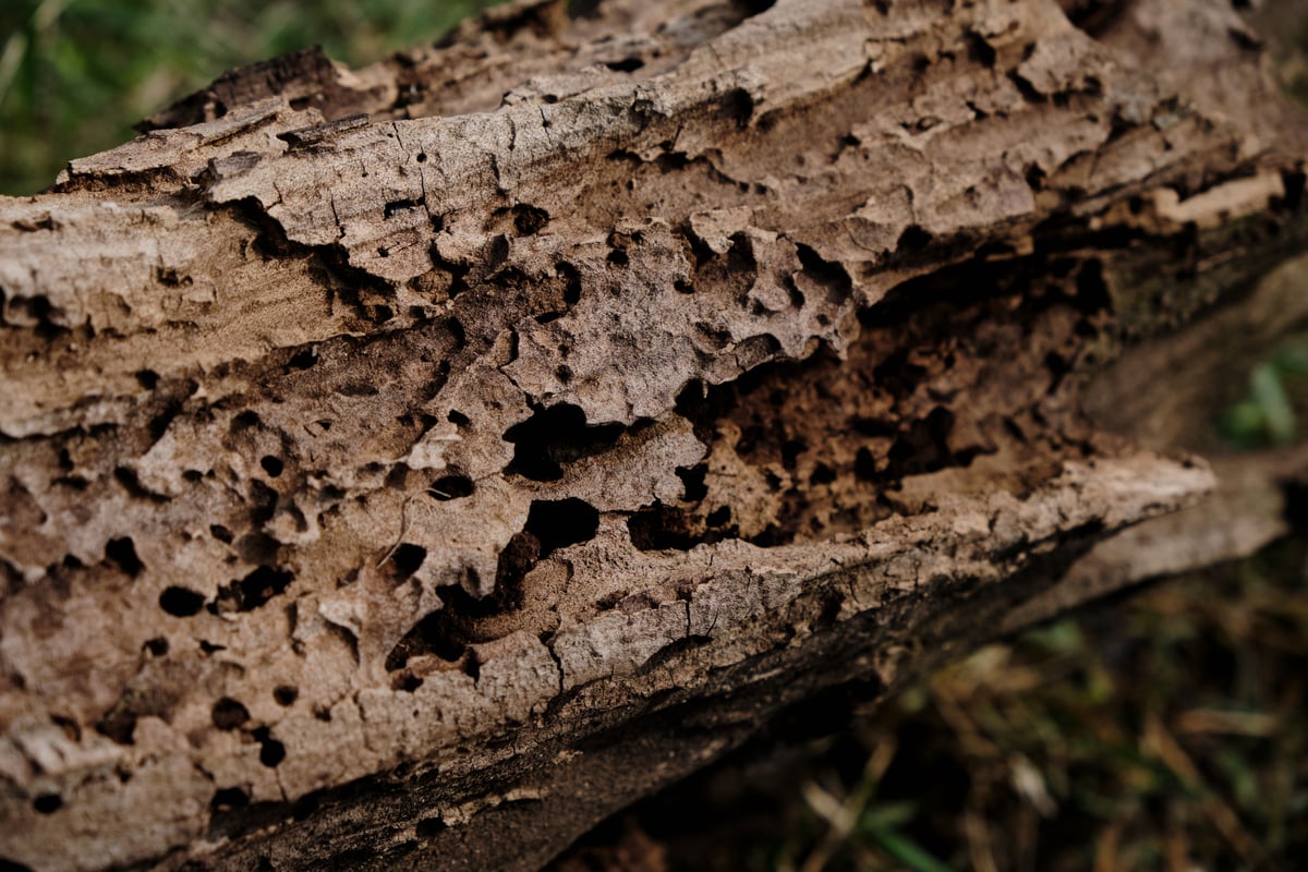 Trusted Timber Treatment Backed By Experience & Professional Advice