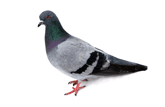Birds