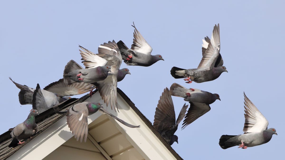 Birds