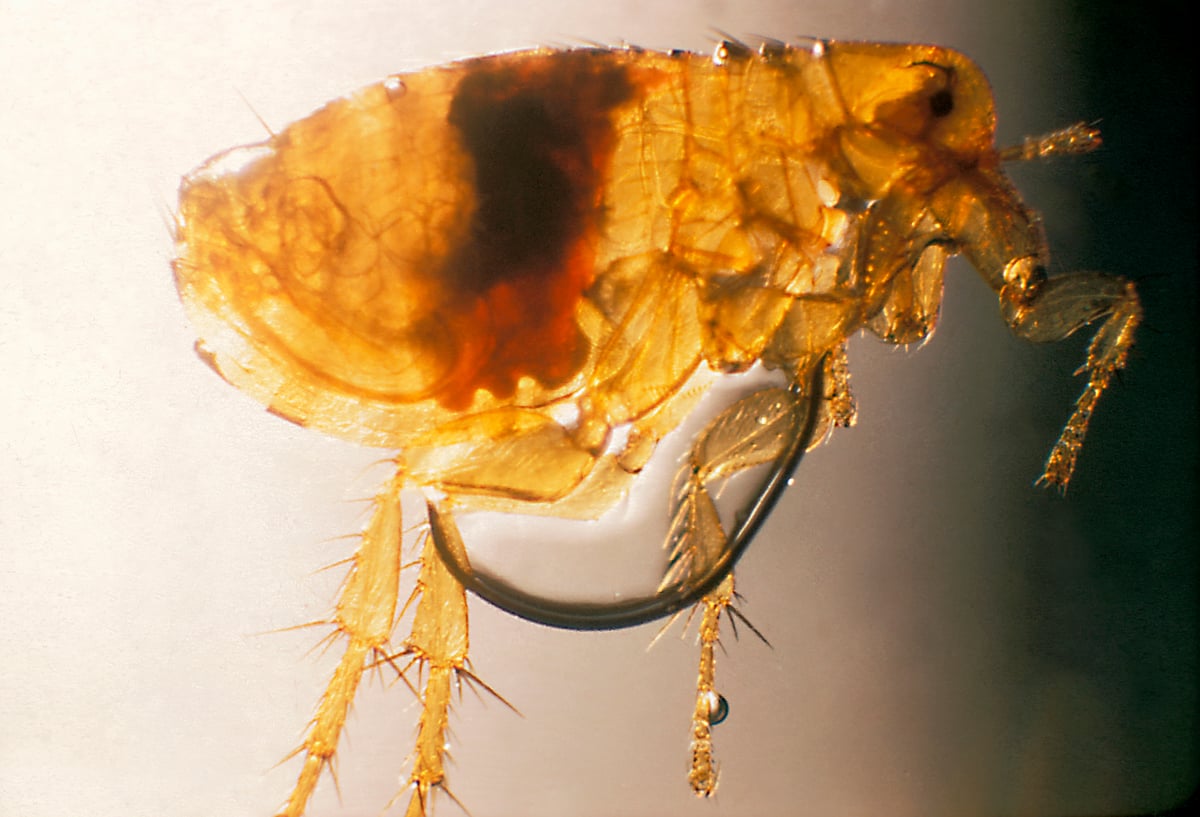 Fleas