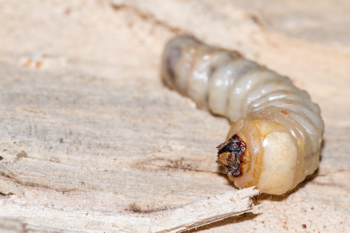 Woodworm