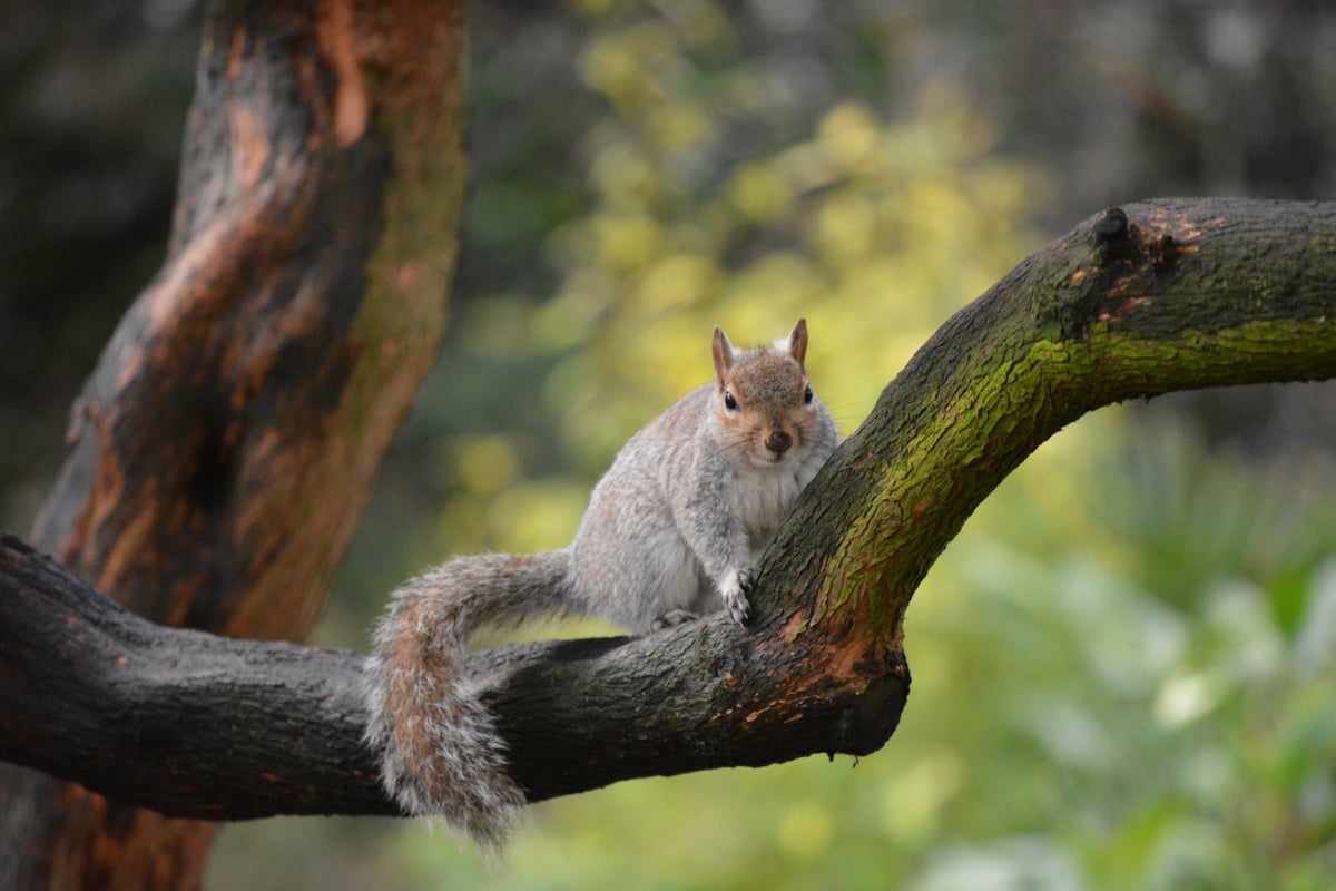 Leading PestControl Specialists