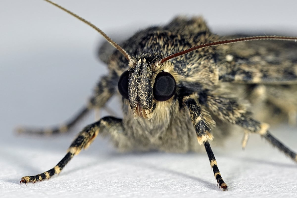 Carpet Moths
