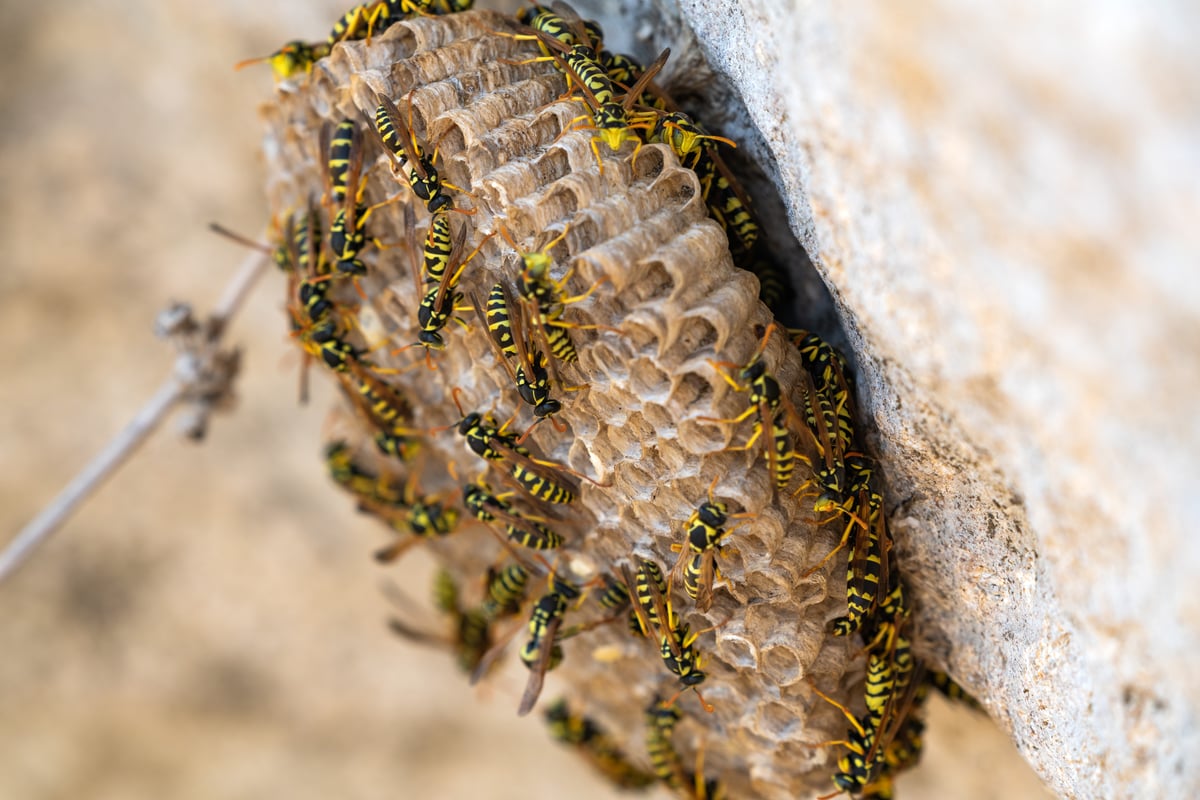 Can Wasp Nests Always be Found in the Same Places?