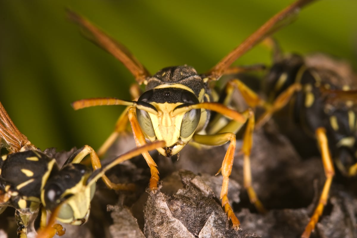 Leading PestControl Specialists