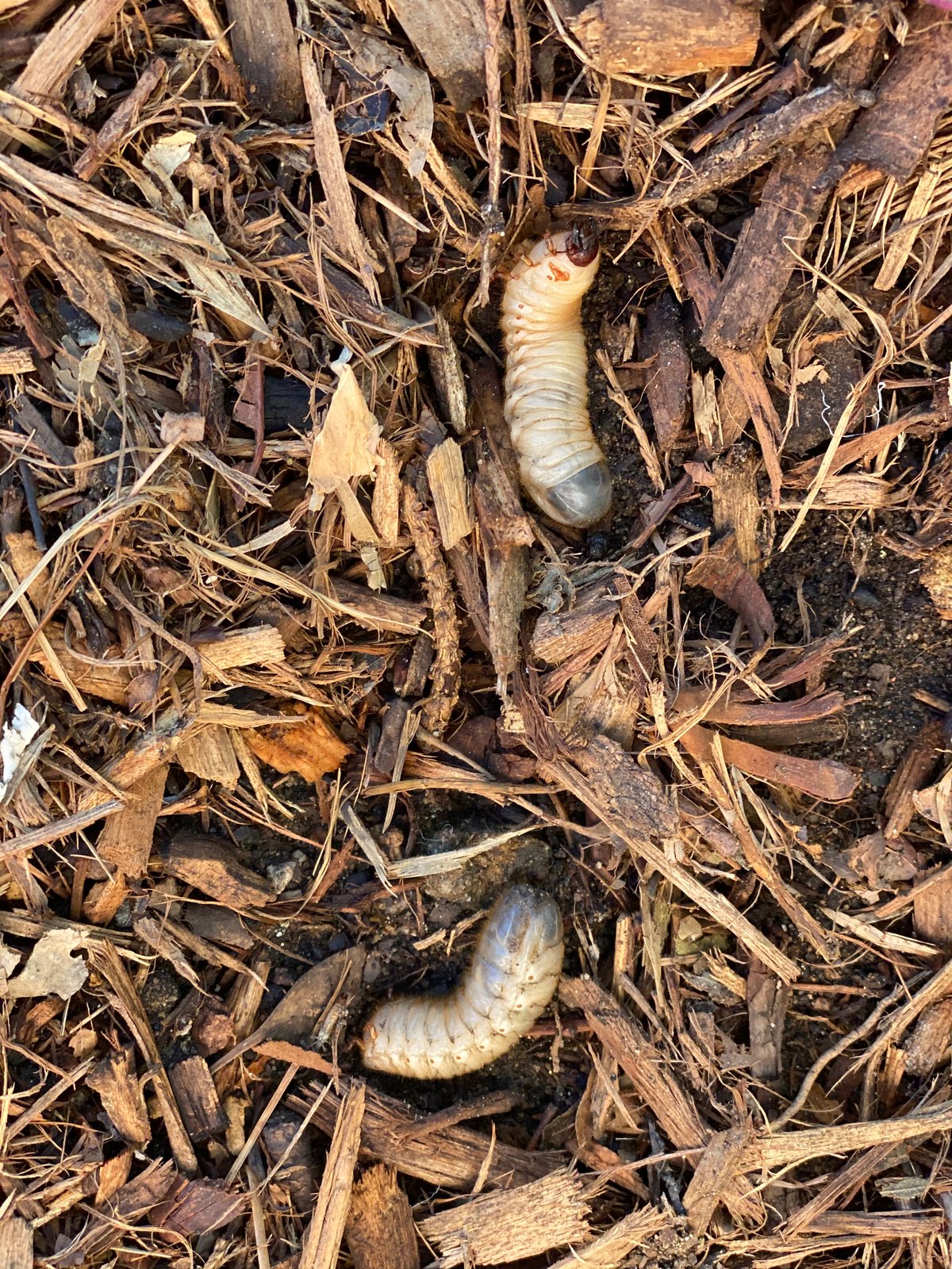 Pest control image