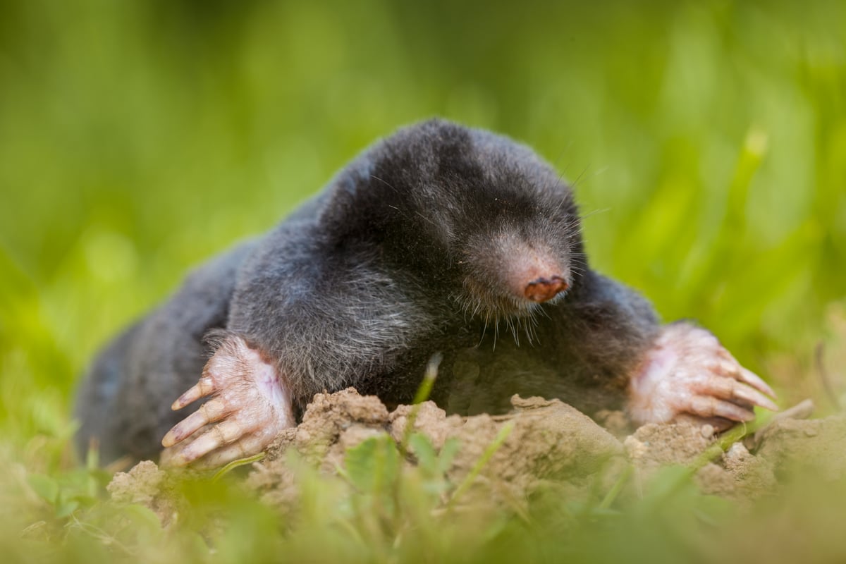 Moles