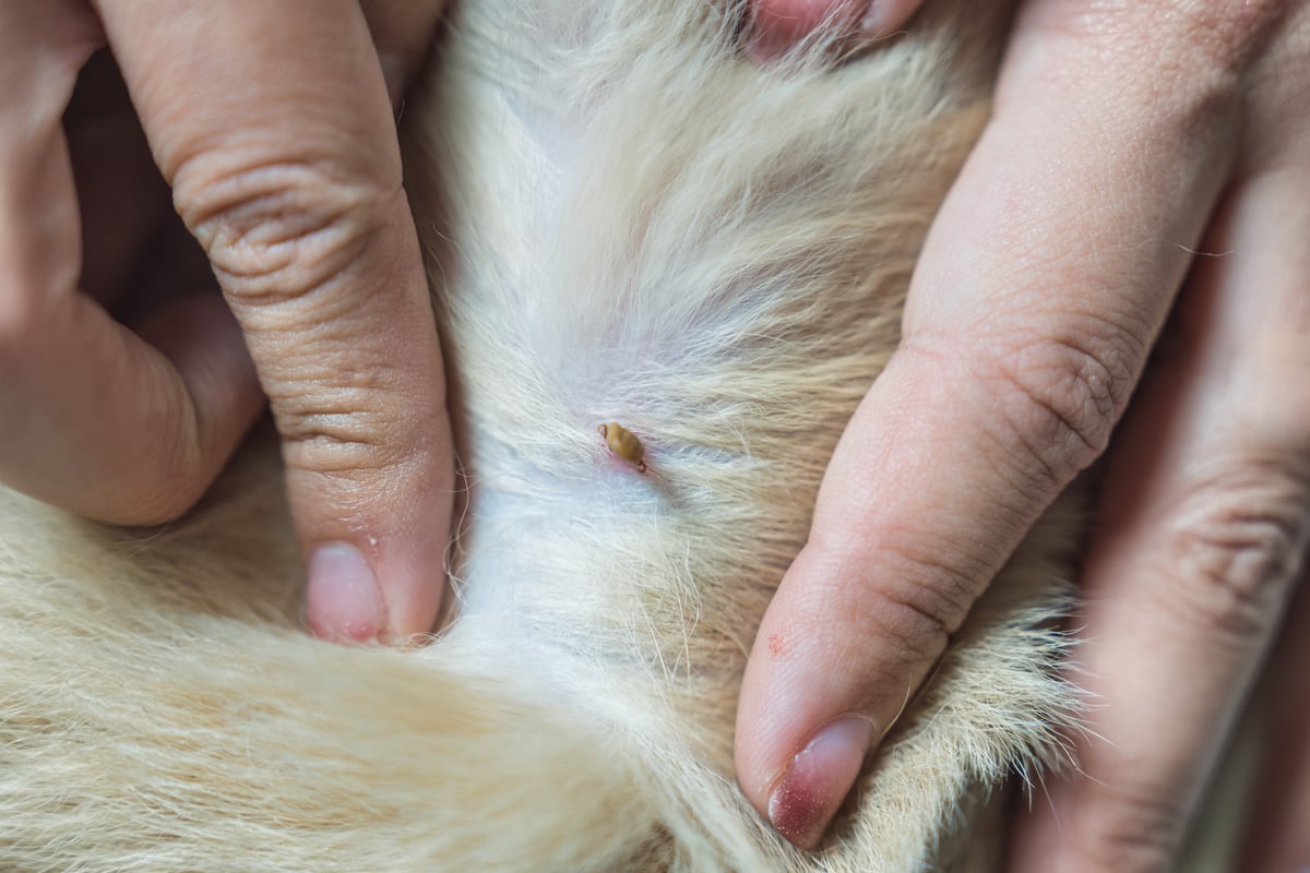 Fleas