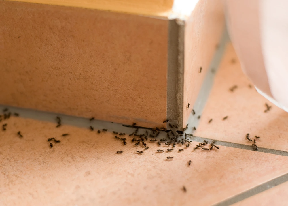 Removal Services Designed for Your Property