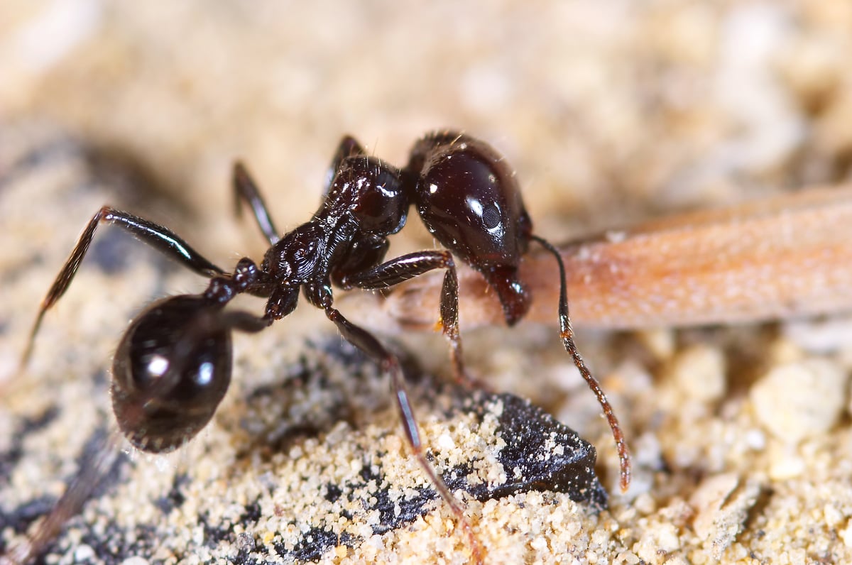 Ant Removal