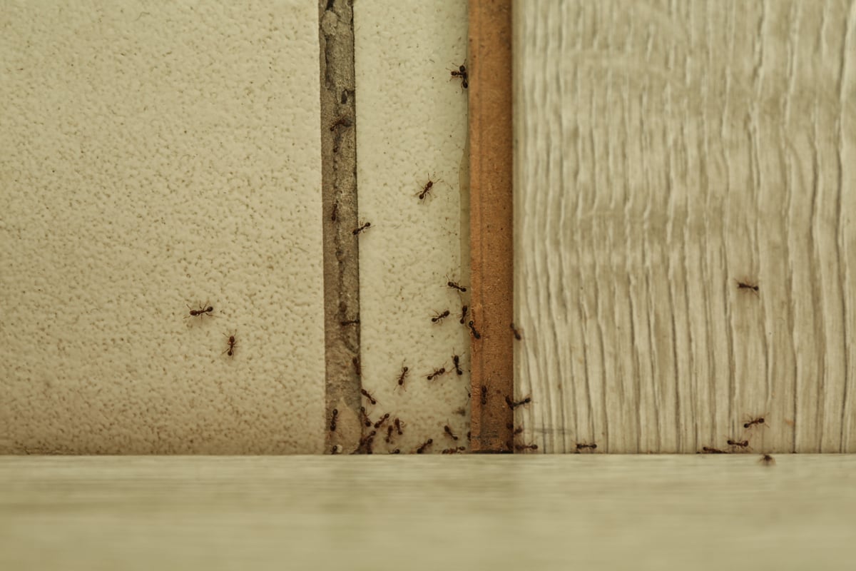 Leading PestControl Specialists