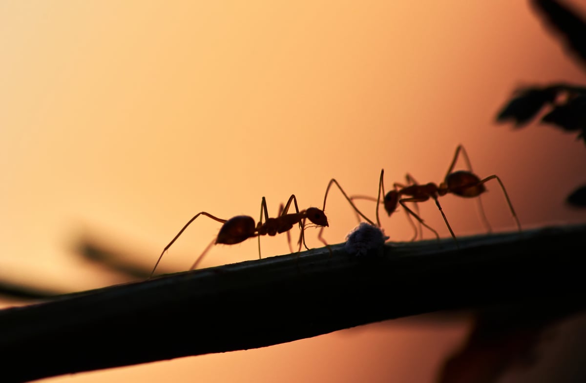 Ants