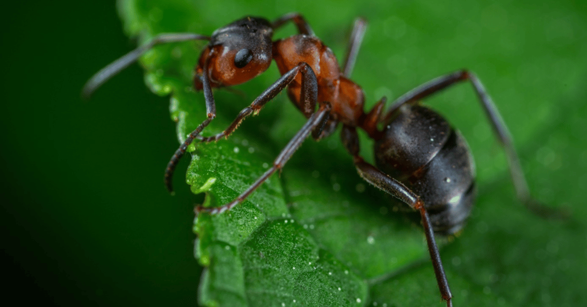 Le point faible d’une colonie de fourmis
