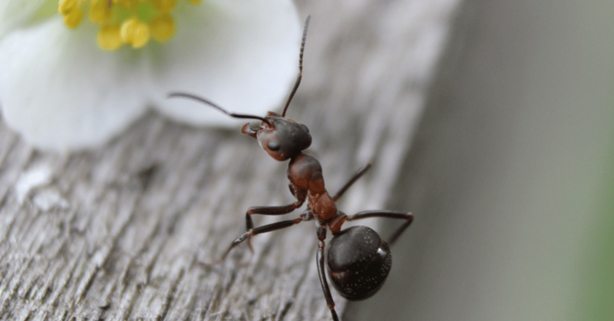 Que faire en cas de présence de fourmis ?