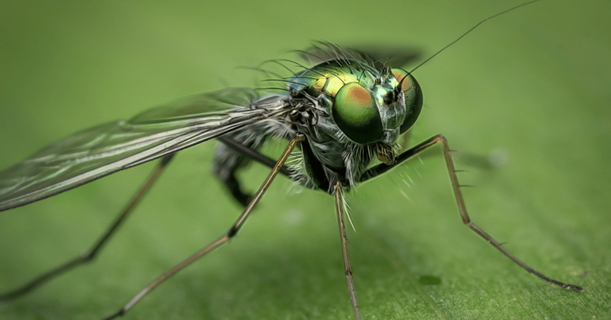 Comment utiliser un destructeur d’insectes volants ?