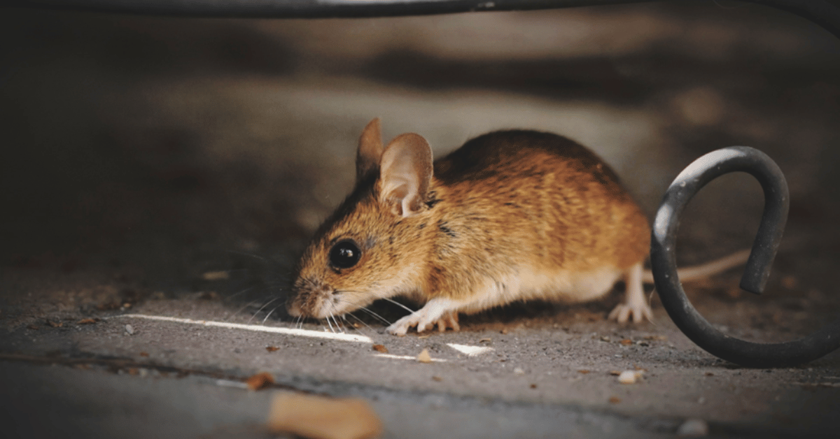 Invasion de souris, comment s’en débarrasser ?