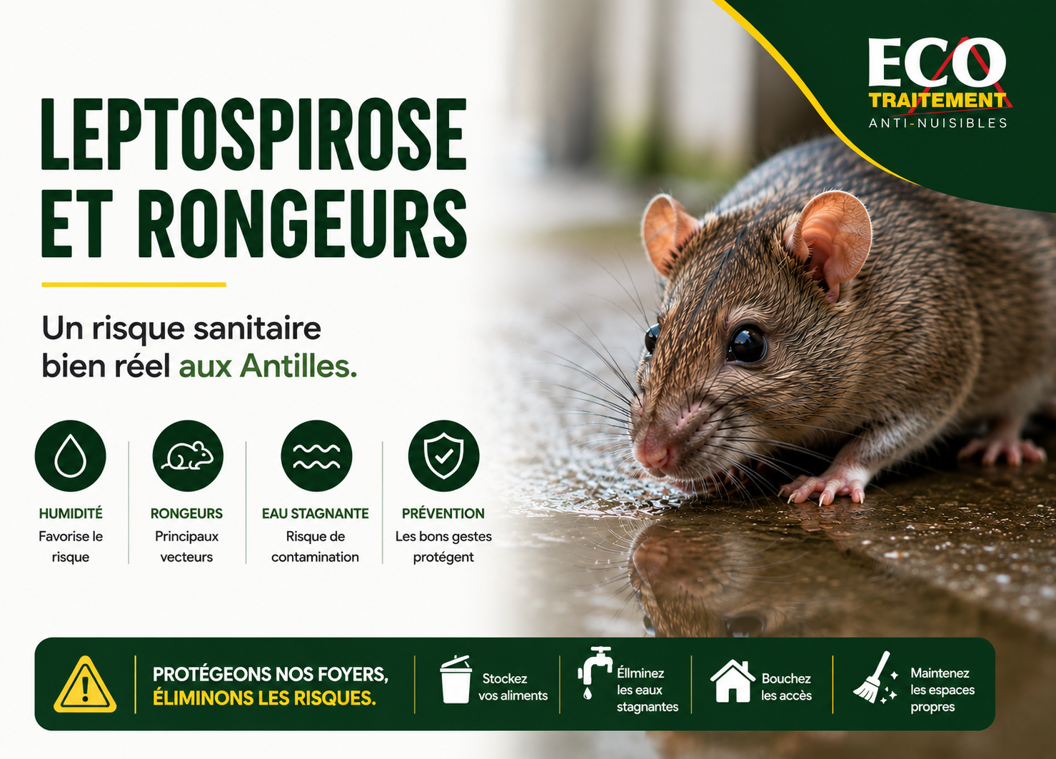 Leptospirose et rongeurs : un risque sanitaire à ne pas négliger en Martinique et en Guadeloupe