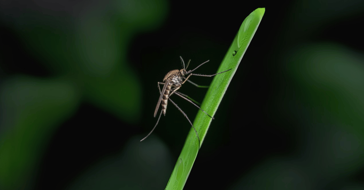 Comment se protéger des moustiques ?