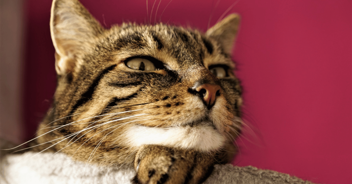 Puces du chat, que faire pour s’en débarrasser ?
