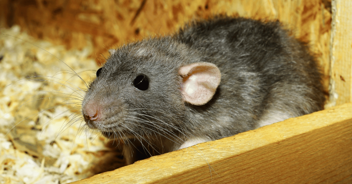 Présence de rats, comment s’en débarrasser ?