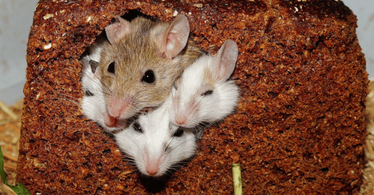 Les appareils à ultrasons sont-ils efficaces contre les souris ?