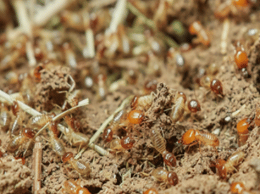 anti-termites-1-eco-traitement
