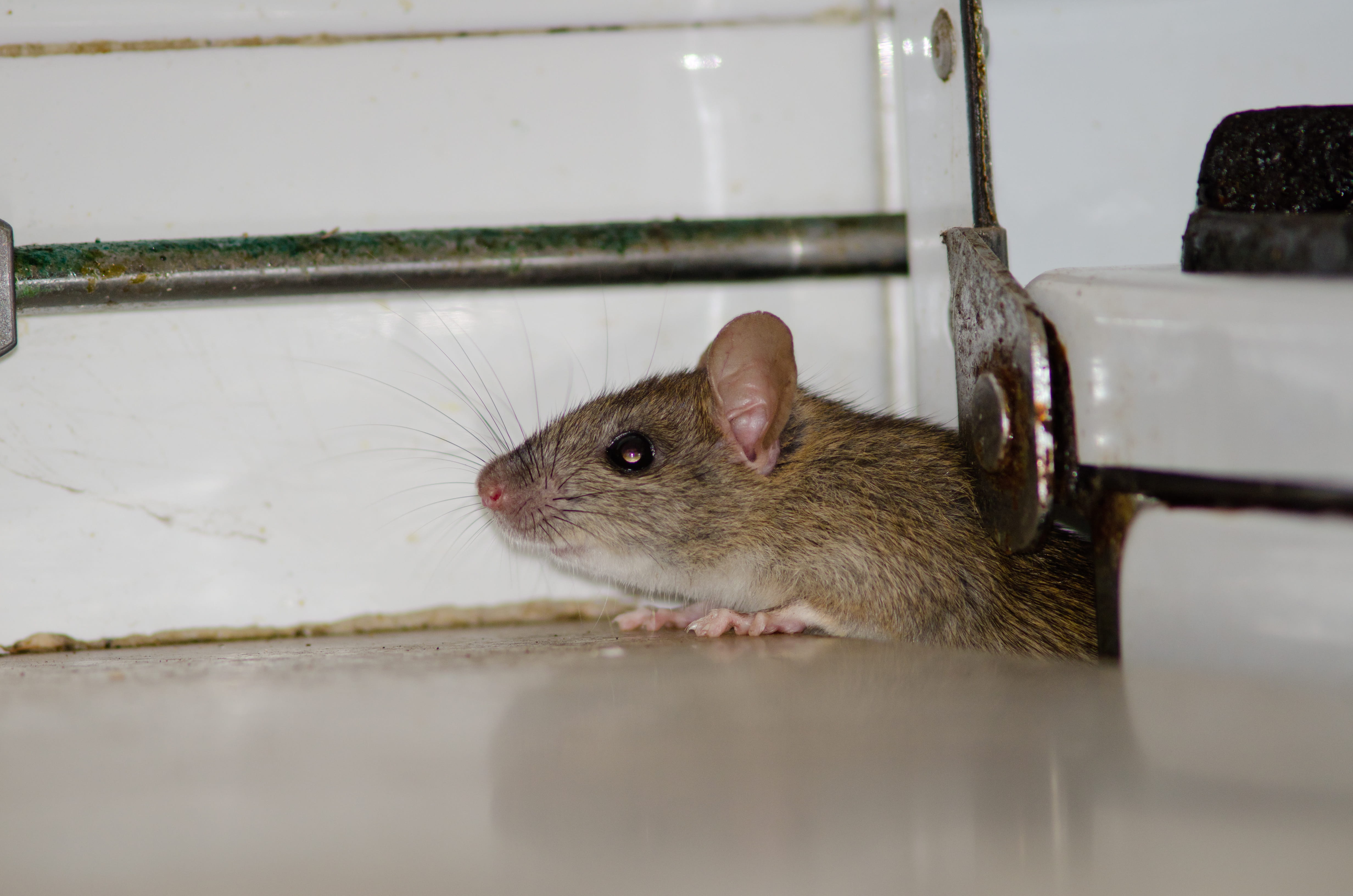 Why Winter Is the Most Common Time for Rodents in the Home, Even If Everything Seems Quiet