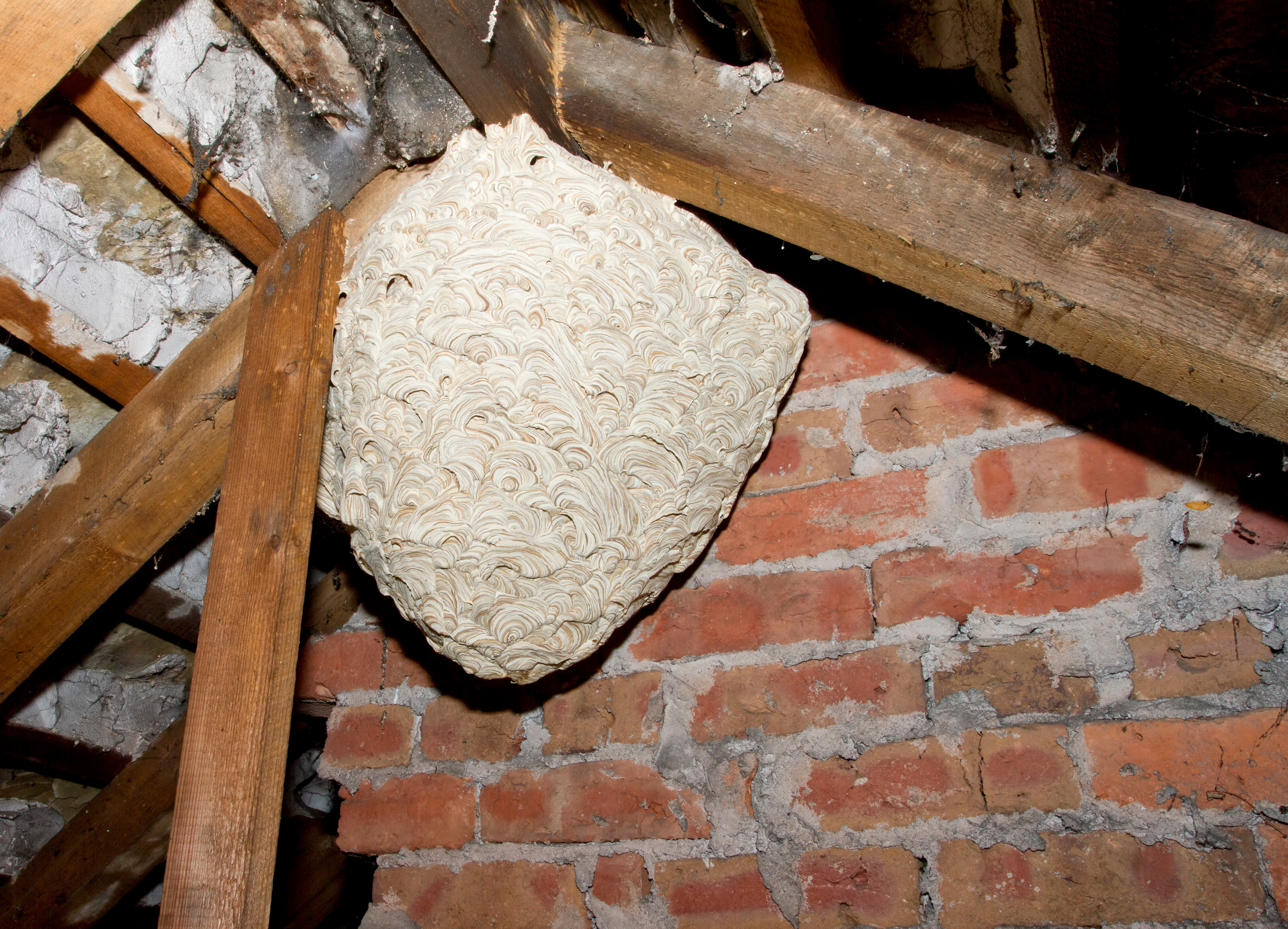 Protecting Your Home from Invasive Species Problems