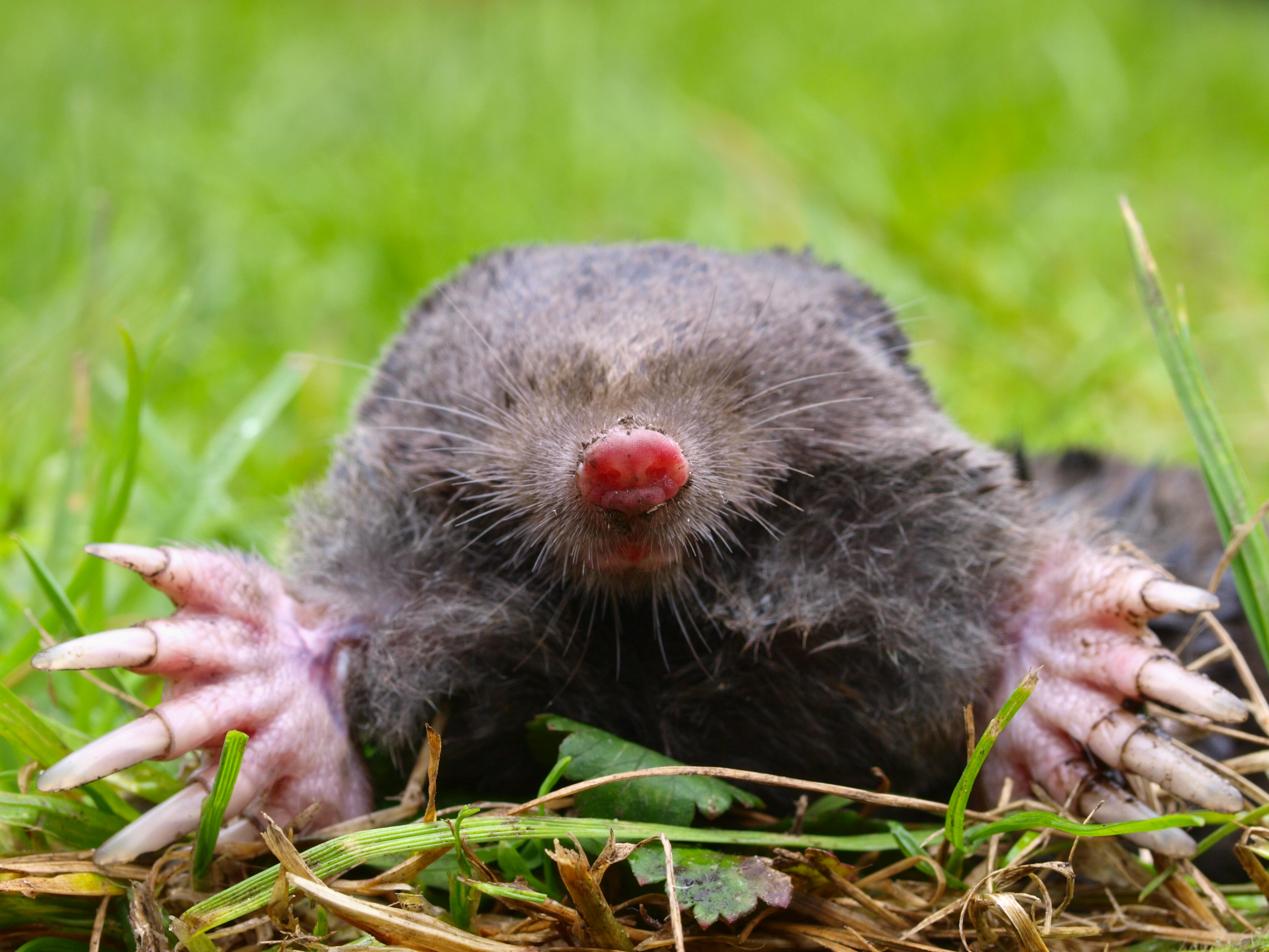 Mole Removal